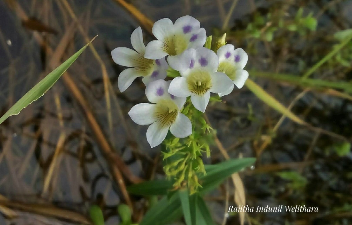 Limnophila aquatica (Roxb.) Alston